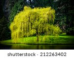 Spring Weeping Willow Tree