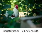Small photo of Organic farm, small white lilliputian rooster hidden in bushes