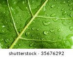 Macro Of Green Tree Leaf