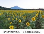 sunflowers in mt fuji japan
