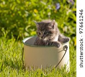 Kitten In A Pot