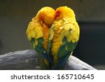 Pair lovebirds