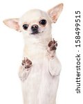 Standing Up Chihuahua Vertical...