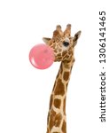 Small photo of giraffe in zoo isolated chewing pink bubble gum