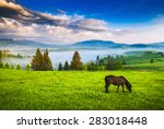 Horse Grazing In A Meadow...