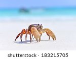 Crab On The Beach   Koh Tachai  ...
