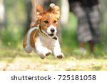 Jack Russell Terrier Playing...