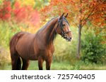 Horse In The Autumn Park