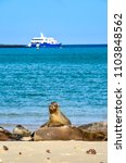 Gal Pagos Sea Lion  Zalophus...