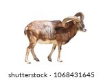 The European moufflon is a ruminant cloven-hoofed animal of the sheep genus isolated on white background
