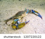 Blue Crab Under Water Walking...