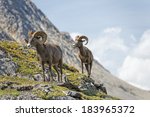 Big Horn Sheep Ovis canadensis portrait on the mountain background