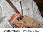 ringtail baby possum in wildlife refugee australia in human hands