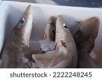 Small photo of dogfish shark for sale at the fish market detail
