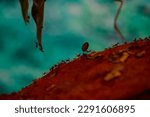 Small photo of Adult Atta Leaf-cutter Ant of the Genus Atta macro