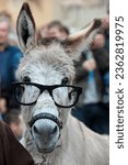 A donkey with glasses while...