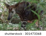 Okapi Rare African Antilope And ...