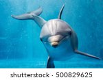 Dolphin Portrait Detail Of Eye...