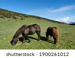 Horses Grazing On The Mountain 