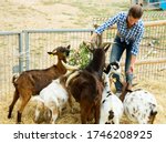 Portrait of young woman working in open stall on goat farm, feeding animals with fresh grass