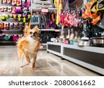 Small photo of Portrait of beauty little dog near different variation of goods for animals in pet store