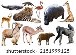 Collage with african mammals...
