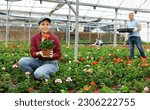 Small photo of Female employee in overall of large greenhouse checks young primrose shoots. Growing hardened plants, sending plants to customer on day of registration. small and large wholesale