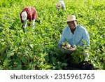 Small photo of African american man harvesting ripe eggplant in a farmer field