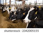 Small photo of Modern farm cowshed with milking cows eating hay from manger