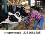Small photo of Confident spanish female farmer working in stall, feeding cows with hay