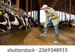 Small photo of Focused skilled young bearded farmer working on livestock farm, spreading fodder with shovel and feeding cows in outdoor cowshed