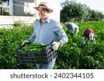 Portrait of satisfied horticulturist engaged in growing of organic vegetables, holding plastic box with harvested green peppers on plantation
