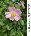 Small photo of sweet briar also eglantine rose (in german Schottische Zaunrose also Weinrose) Rosa rubiginosa