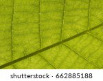 Small photo of Close up backlit yellow green color live tree leaf natural furcate vein net create venation pattern structure background Creative easy light texture wallpaper in backlight with empty space for desktop