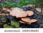 Small photo of Cerioporus squamosus, commonly known as Dryad's saddle or Pheasant's back fungus on a tree