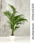 Small photo of Fresh green fronds of a potted Kentia palm plant growing in a small white container against a grunge gray wall in side view