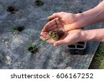 Small photo of Farmhand transplanting leek seedlings into an open bed cradling a young plant in the palms of his hand displaying it to the camera
