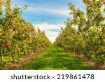 Rows Of Red Apple Trees  ...