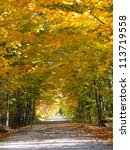 Small photo of Pathway with overarching fall coloured trees