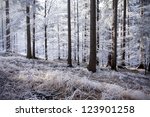 winter forest with beautiful light