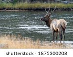 Bull Elk Stands In The Madison...