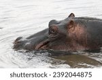 Small photo of Hippo swims in water - hippo pond at Serengeti National Park. Side profile