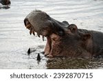 Small photo of Hippo swims in water - hippo pond at Serengeti National Park. Side profile, mouth open