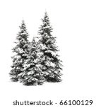 Pine Trees Isolated On White