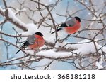 Bullfinches Sit On A Tree In...