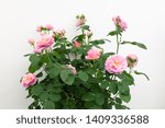 Small photo of Pink Rose, Rosa Eustacia Vye