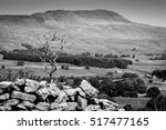 Whernside And Dead Tree In The...