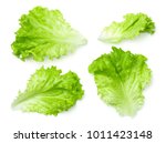 Lettuce leaves isolated on white background. Batavia salad. Top view 
