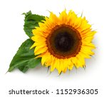 Sunflower With Leaves Isolated...