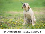 Small photo of Chained labrador dog yelp in the garden